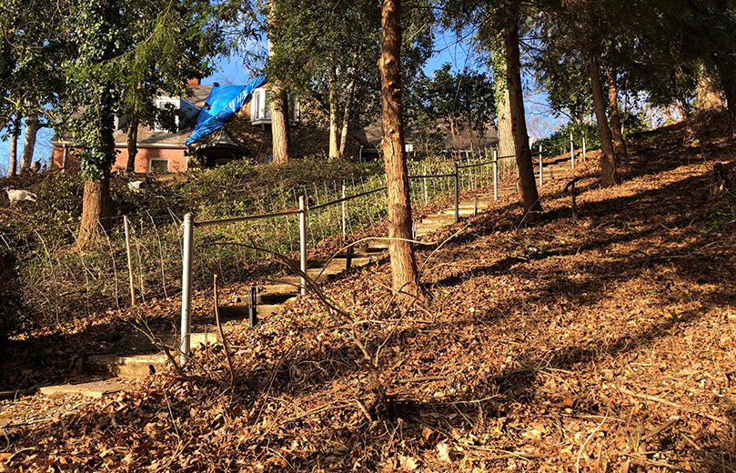 Ignatius House is embarking on a multi-year project across five phases to tackle forest health and restore its walking trails. This photo, which represents phase one of the work, shows a before and after of the hillside below the original home of Suzanne Spalding Schroder. The right side is the area that was cleared by goats Dec. 7-13. The left side is what they began to clear on Dec. 14. Photo Courtesy of Ignatius House