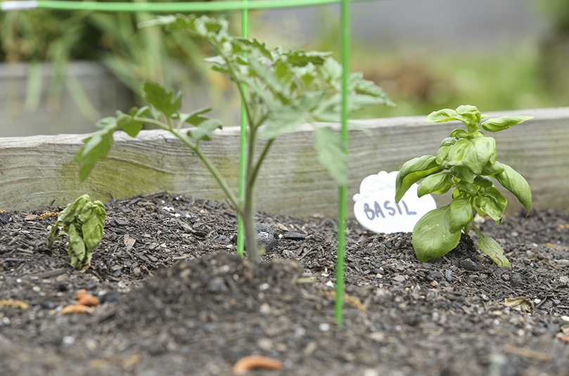 A basil plant, right, is growing in Laurette Jackson’s garden bed next to a tomato plant. Photo By Michael Alexander