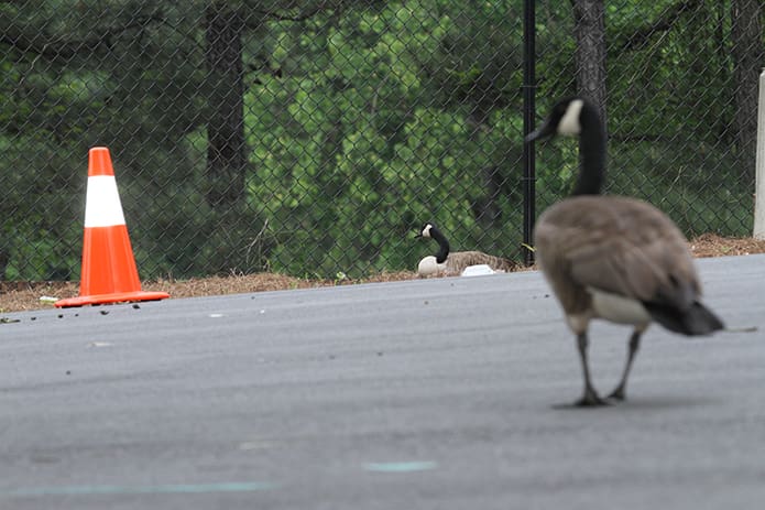 The gander, foreground, stands watch and provides security for the goose. Photo By Michael Alexander