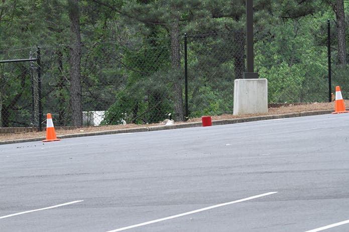 Orange cones provide a perimeter around the expectant mother gooseâs nesting area.