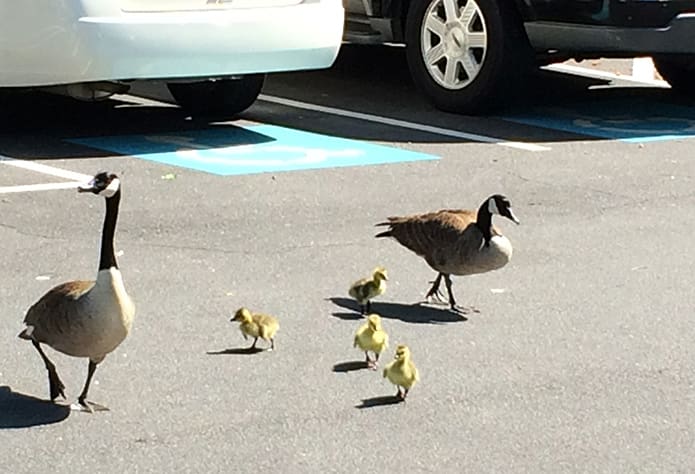 The goose, gander and goslings take a stroll through the Chancery parking lot. Photo By Patrick Warner