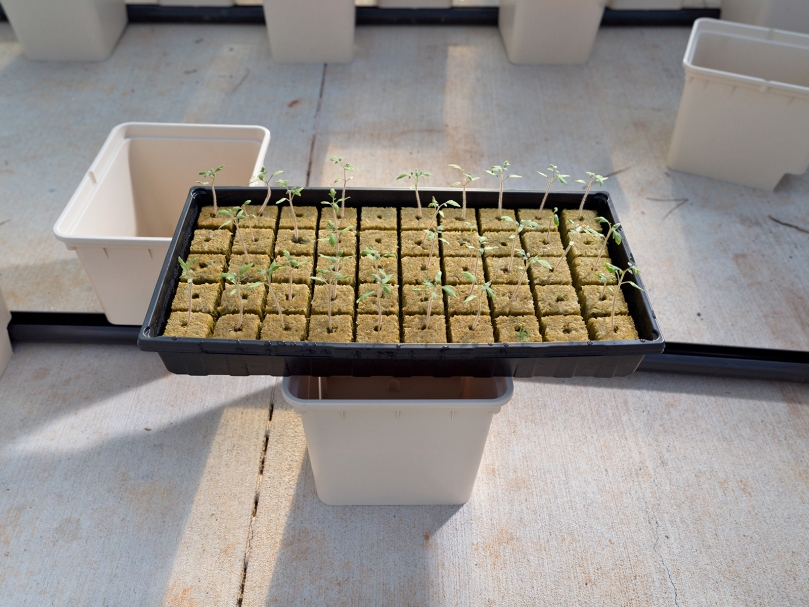 Tomato seedlings inside the greenhouse at Peachtree Farm. Photo by Johnathon Kelso