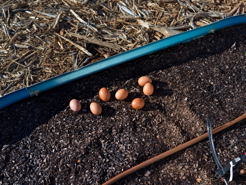 Fresh chicken eggs outside the chicken coop at Peachtree Farm. Photo by Johnathon Kelso