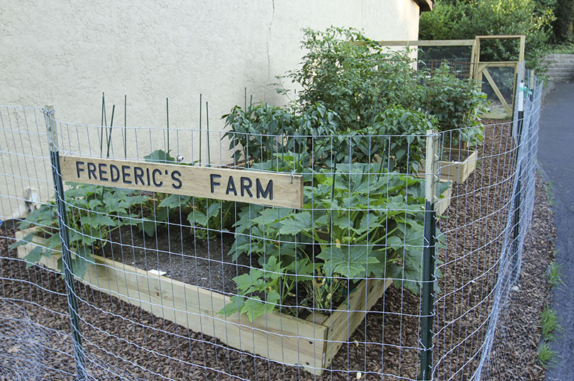 Frederic's Farm, is the St. Ann Church garden with four planters. They contain summer squash, zucchini, sweet bell peppers and hot peppers, cucumbers, tomatoes and various herbs like basil, dill, oregano and thyme. The garden is named after St Vincent de Paul Society founder Frederic Ozanam. Items grown in the garden will be distributed to St. Vincent de Paul clients. Photo By Michael Alexander