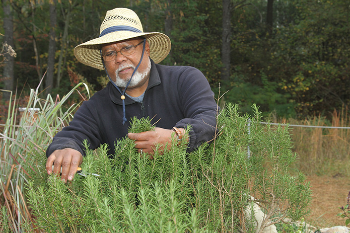 Columbus Brown cuts some rosemary at the Stone Mountain Community Garden. The community garden reached a Nov. 7 milestone of three tons delivered to the food pantry since June 2011. Photo By Michael Alexander